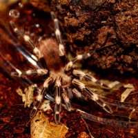 Nhandu chromatus