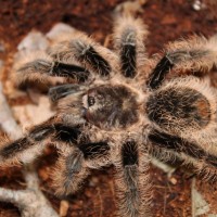 Brachypelma albopilosum