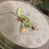 Giant Asian mantis L6