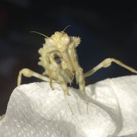 Blepharopsis mendica Nymph ready for their close up