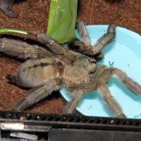 Thirsty Squirt (♀ Psalmopoeus cambridgei 6")