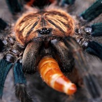 Chromatopelma cyaneopubescens.