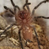 Male or Female Pamphobeteus machala?