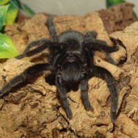 Grammostola pulchra