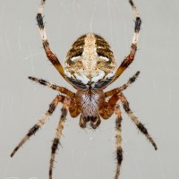 Juvenile Spotted Orb Weaver Spider
