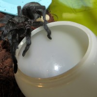 Thunderdome (♀ Grammostola pulchra 3.5") [3/3]