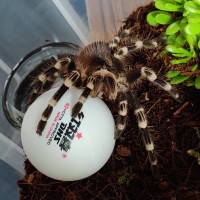 0.1 A. geniculata