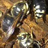 Dolichovespula maculata