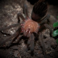 0.1 Brachypelma albiceps