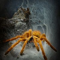 OBT