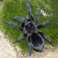 Grammostola pulchra