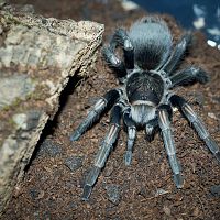 Lasiodorides striatus Sub-Adult Female