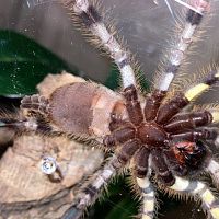 P. Regalis