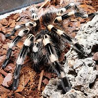 A. geniculata Adult Female 6 inch DLS