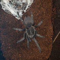 Purchased as Chilobrachys huahini