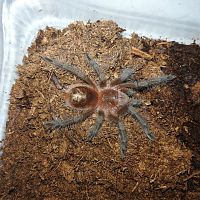 Grammostola acteon