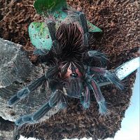 Pamphobeteus sp. Machalla 0,1