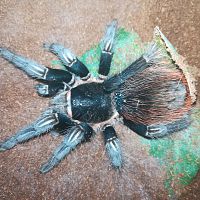 Brachypelma vagans 0,1