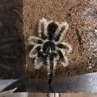 B.albopilosum