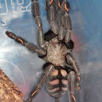 P. Irminia