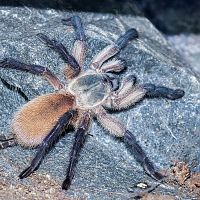 Monocentropus balfouri