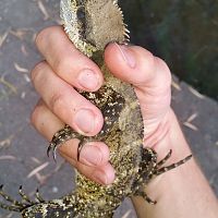 Eastern water dragon