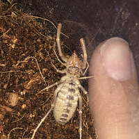 Camel Spider