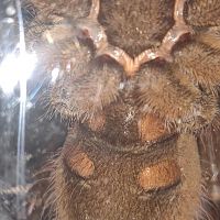 Theraphosa stirmi M-F??