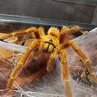 P murinus RCF Mature Male