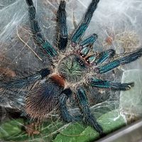 Feeding time for my D. diamantinensis