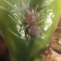 Bistriopelma lamasi sling 1/4” dls