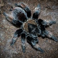 My Senior Brachypelma emilia Female