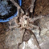 1.0 MM C. darlingi Freshly Molted