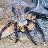 Monocentropus balfouri