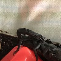 My injured scorpion won’t eat after weeks if not months