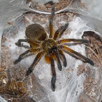 Harpactira pulchripes