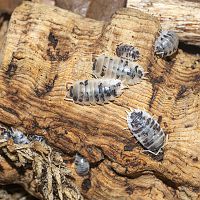 Porcellio laevis Dairy Cows