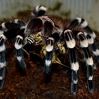 Acanthoscurria geniculata, female