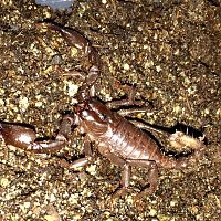 Baby Asian forest scorpion