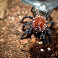 Bumba cabocla Juvenile Female