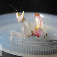 4L Orchid Mantis