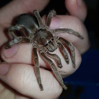 Selenotypus sp. "Wallace"