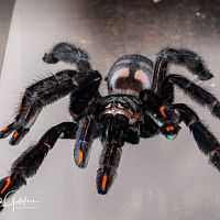 Psalmopoeus irminia on the prowl