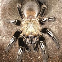 5”-5.25” Female Ephebopus murinus (Skeleton Tarantula)