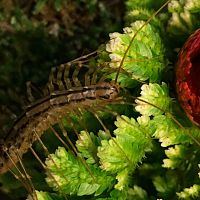 Coleoptrata Christmas Decor