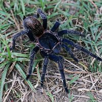 Thrixopelma cyaneolum