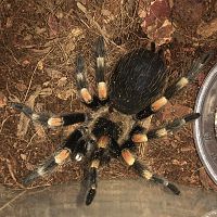 hamorii or smithi?