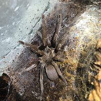 Phlogius Sp Black “Auryon”