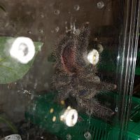 Avicularia avicularia