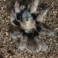 Aphonopelma chalcodes